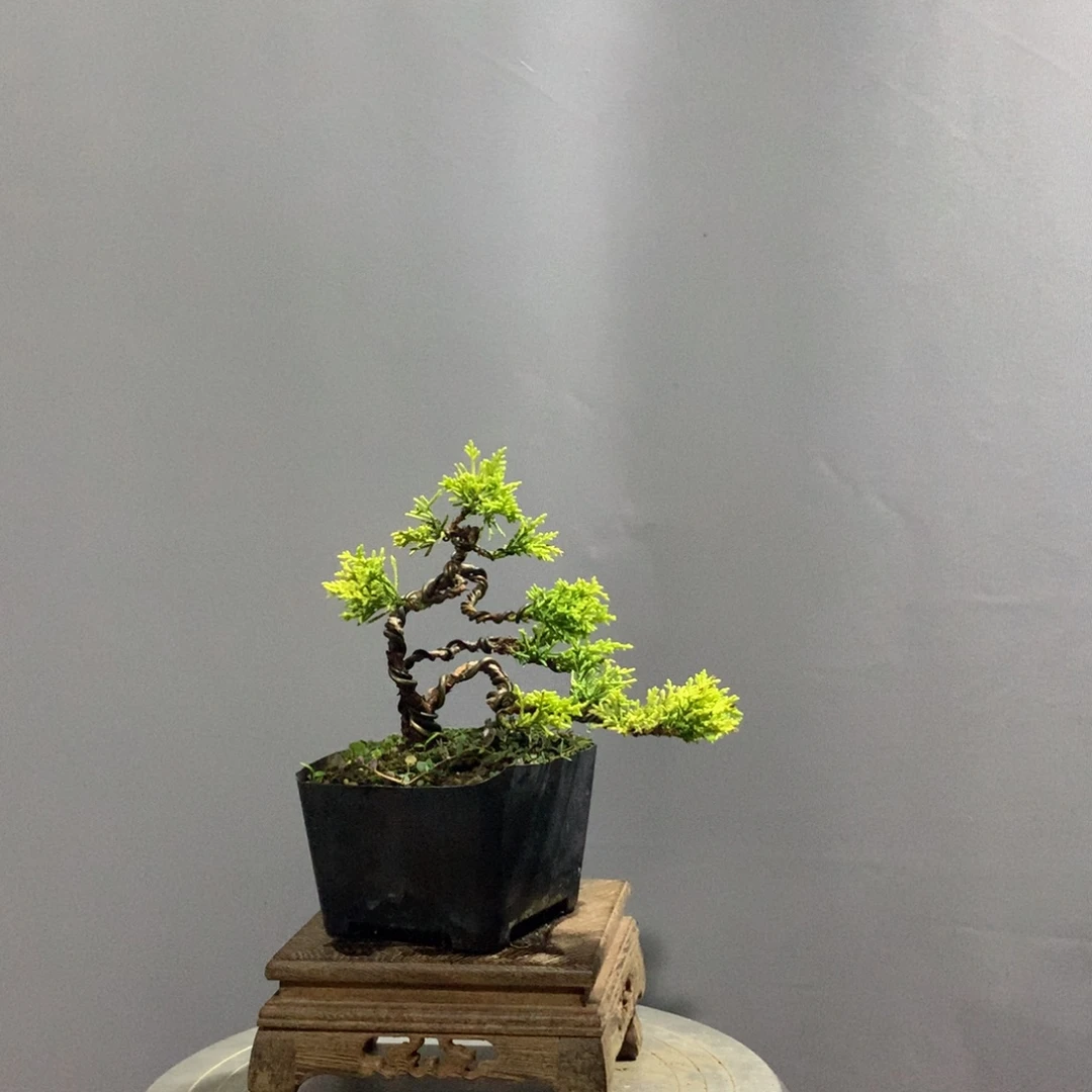 用***1无花朵原生黄金真柏盆景