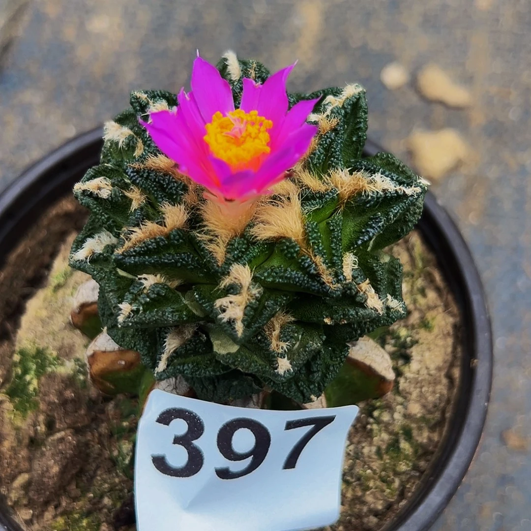 无花朵福利辛顿牡丹397