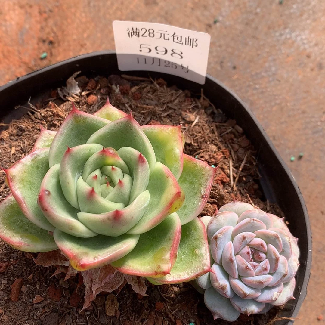 【闪购商品】云598号