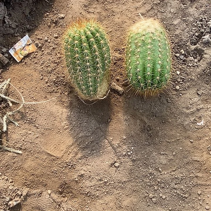 小***树公主两个毛花柱仙人球侧芽