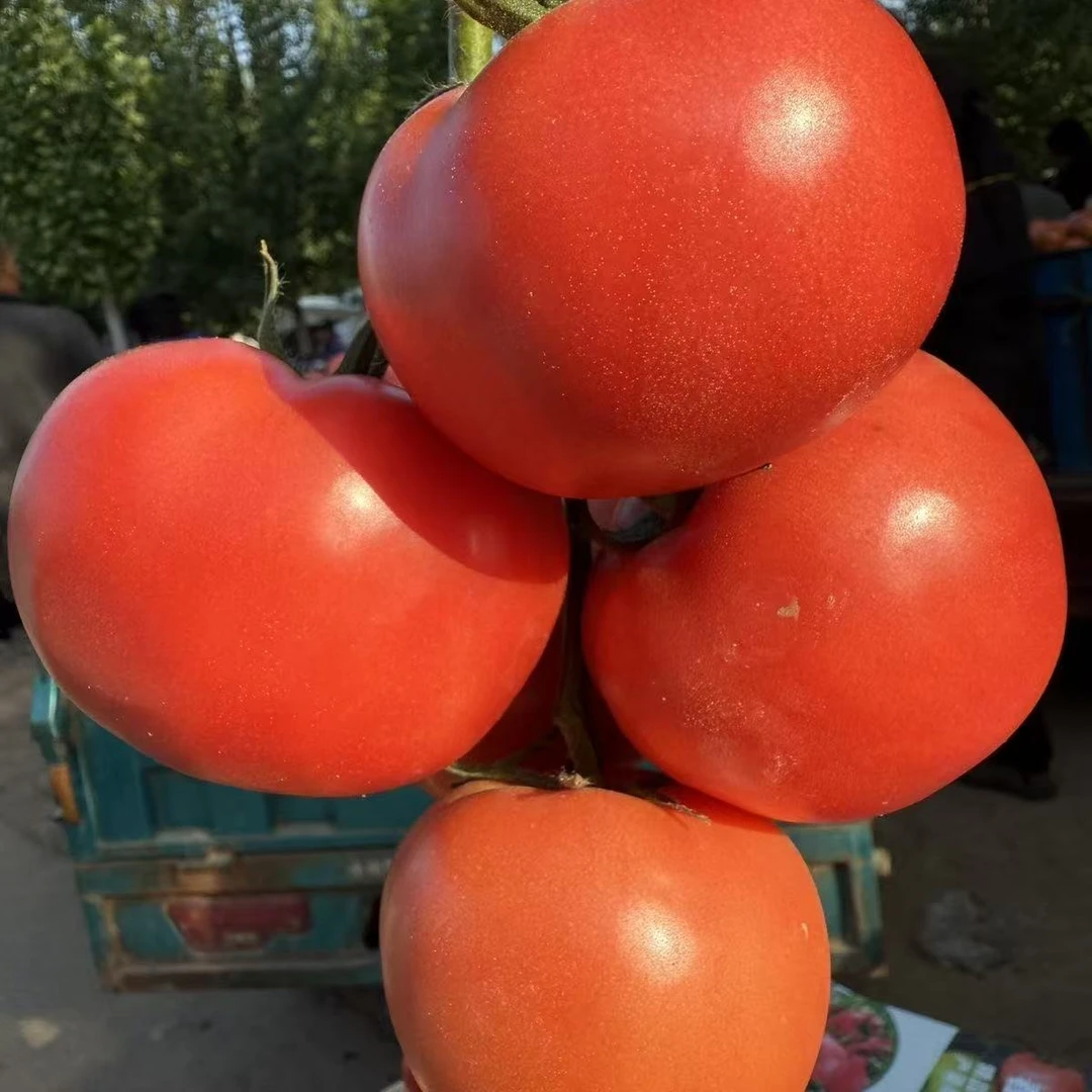 老品种沙瓤西红柿（带箱5斤）水果西红柿农家自种现摘现发