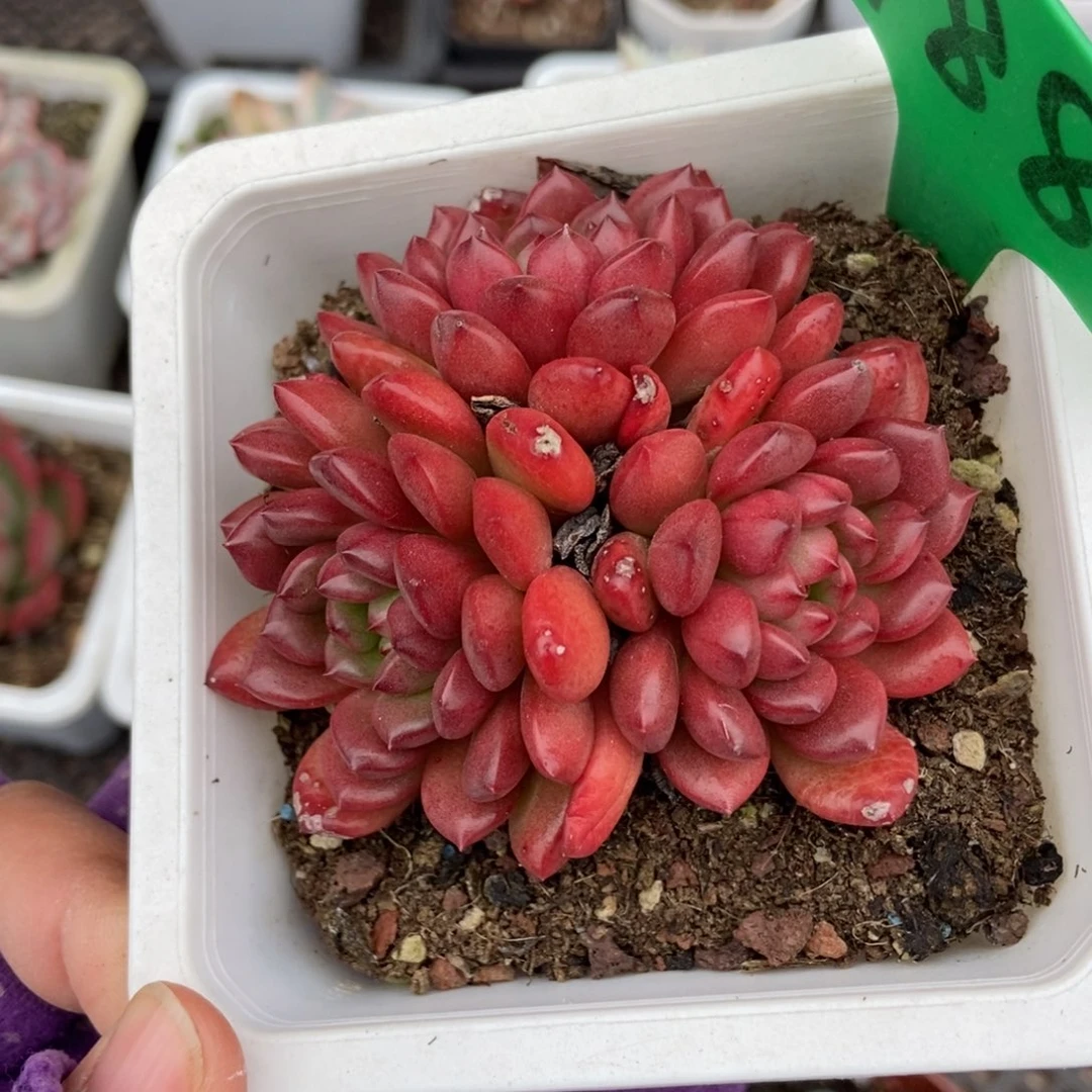 788红宝石多肉植物多肉