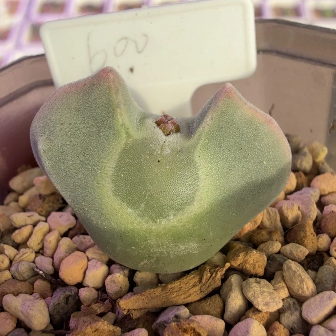 韩国短耳大眼睛 11-27-L9