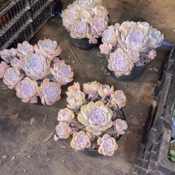 汉堡多肉植物盆栽