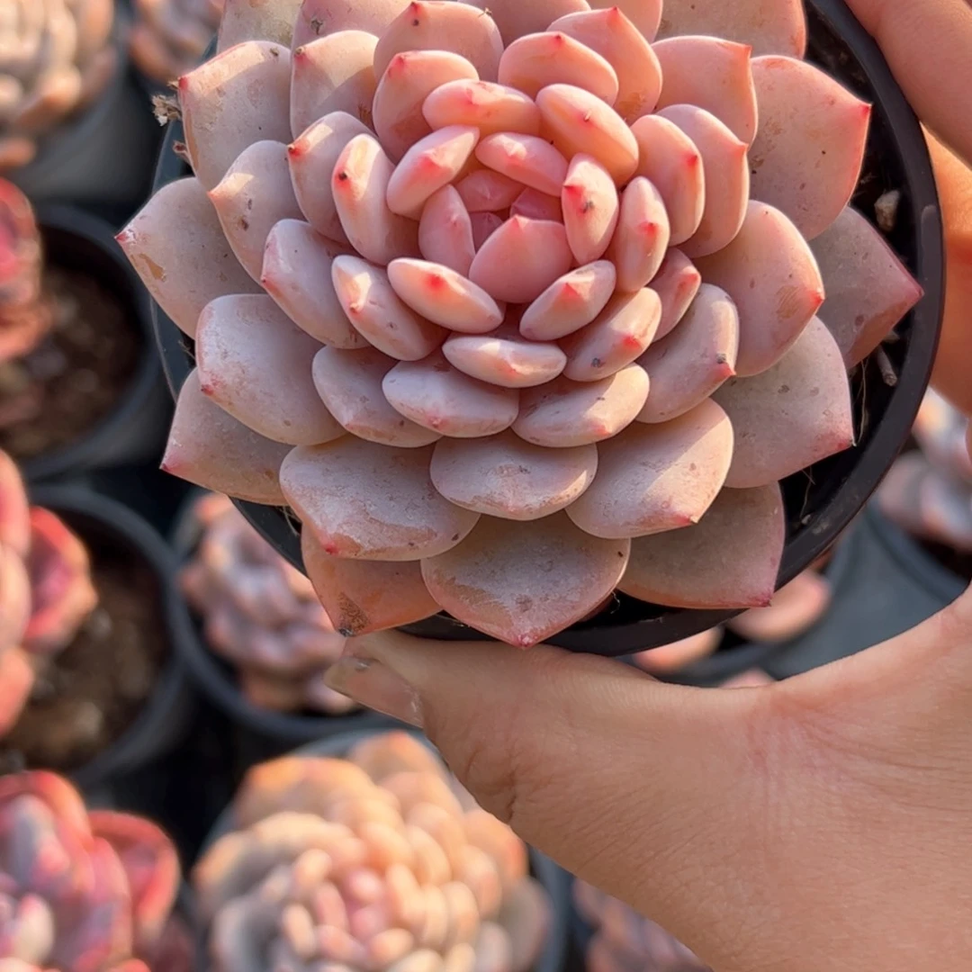 玉芙蓉 多肉植物