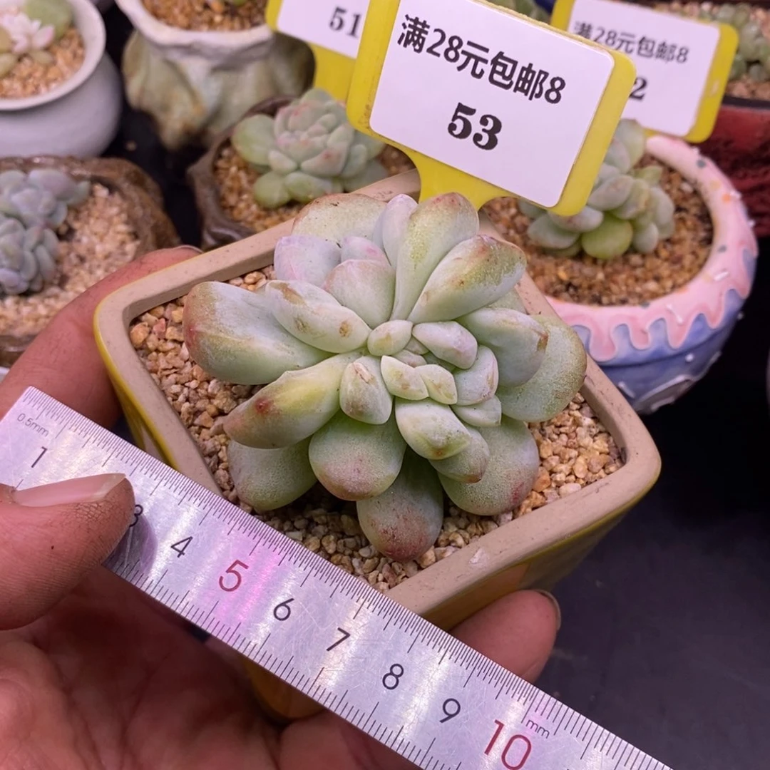 853冰玉石化缀化…………