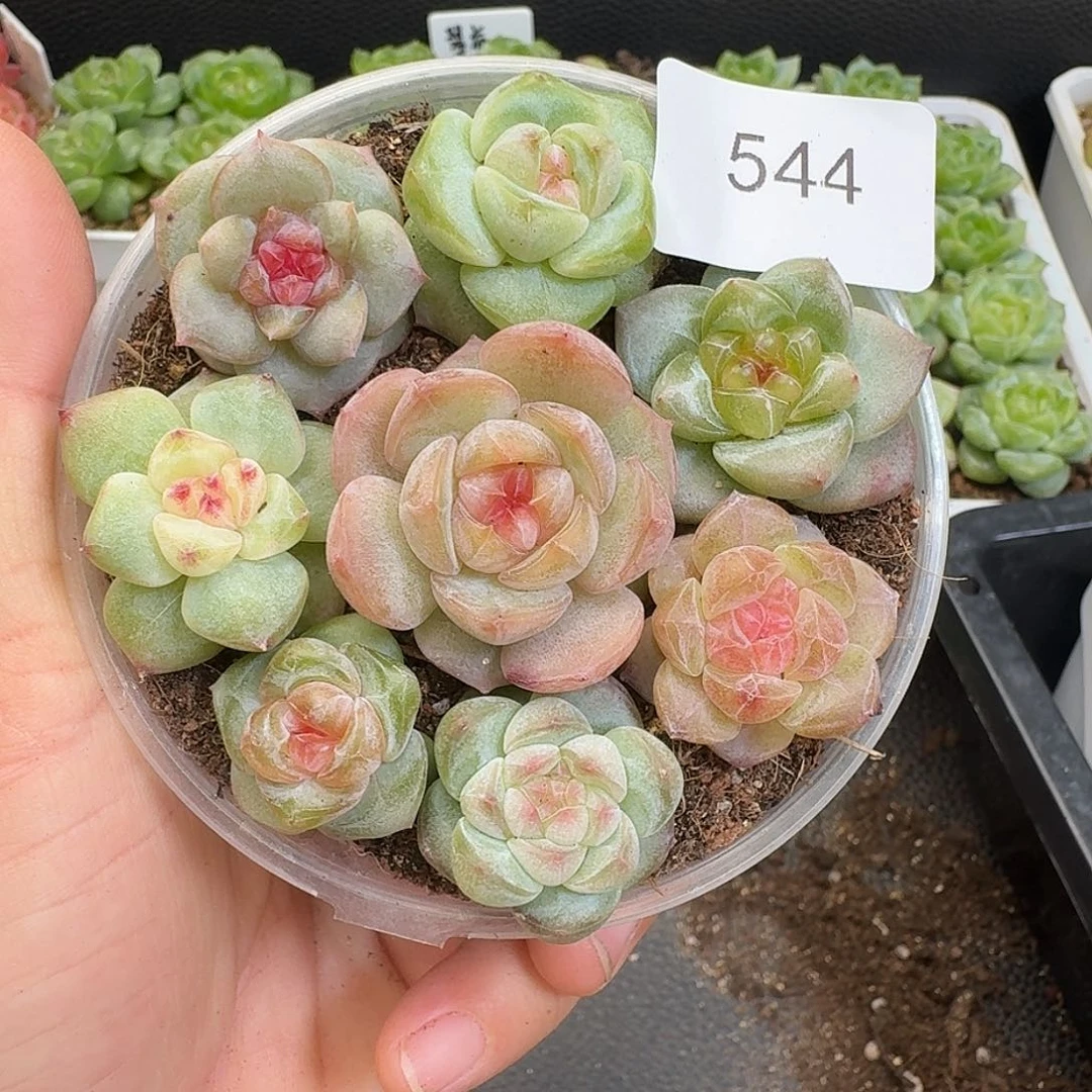 一物一拍一物一拍917-544