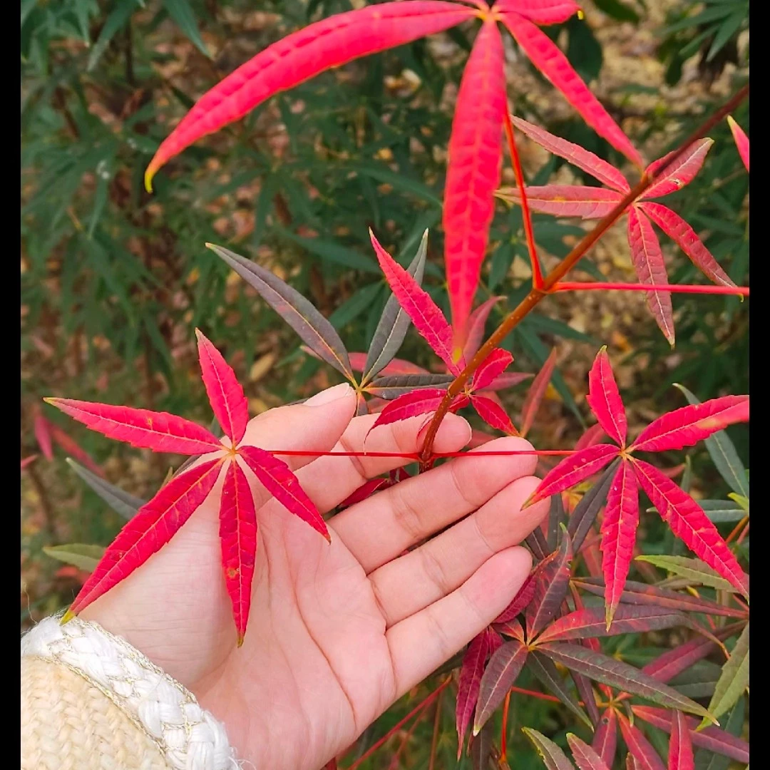 五小叶槭枫树庭院阳台好养植物