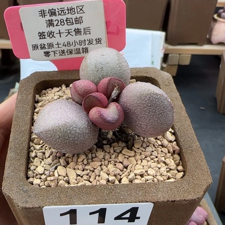 114粉红哈密瓜多肉植物