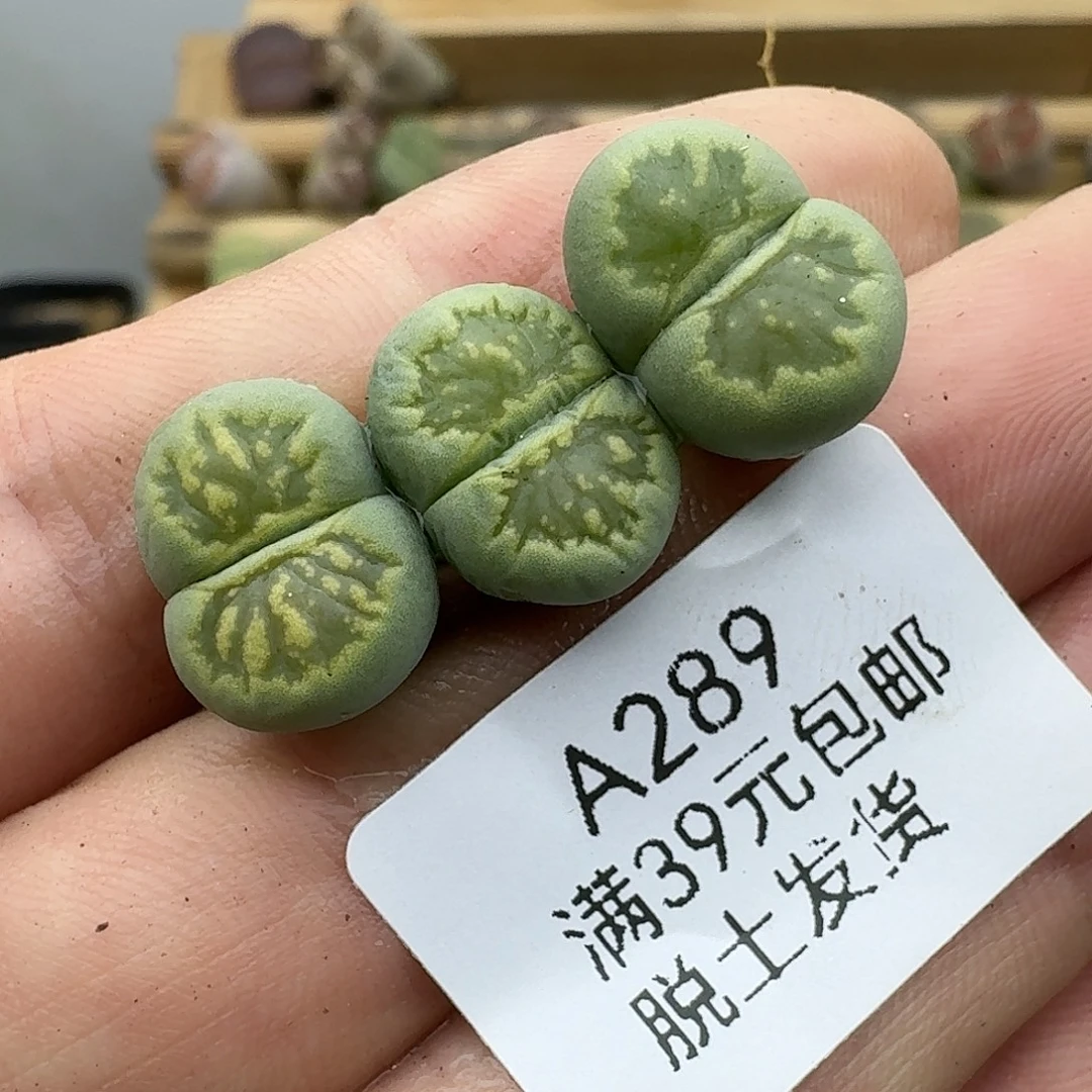 289多肉哈哈哈哈哈哈哈