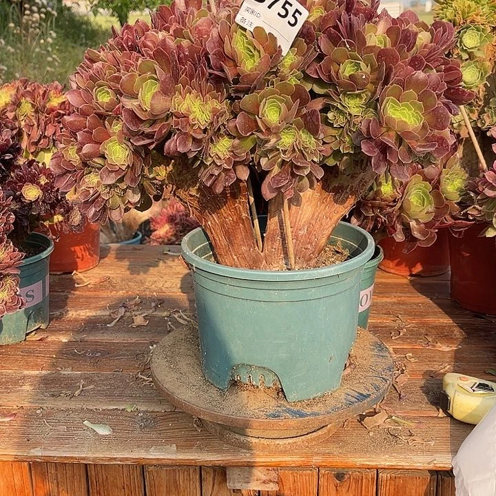 郭*755玫瑰缀包邮法师