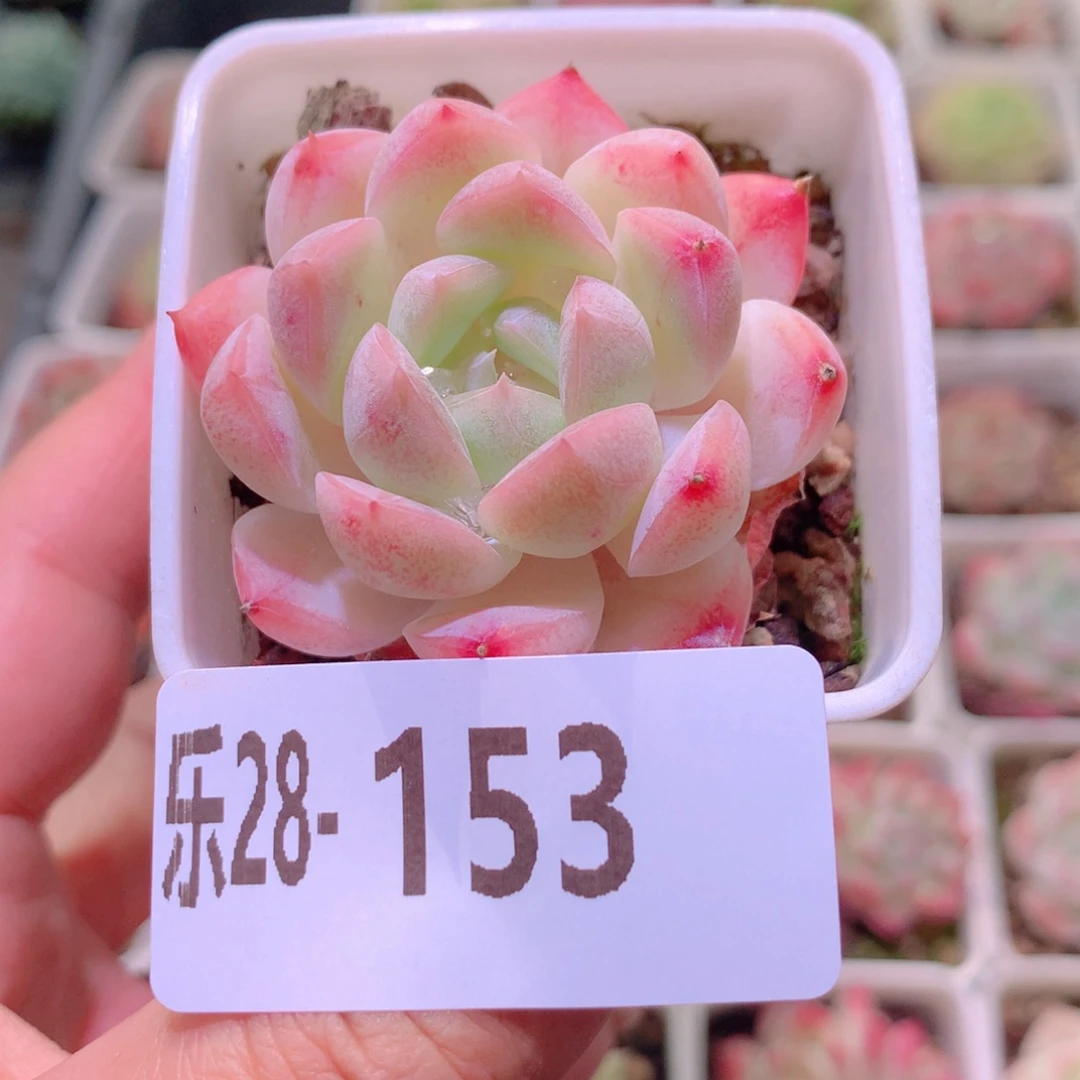 乐然28-153 明月心