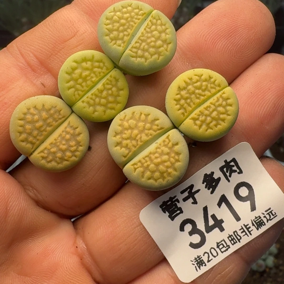 黄巴黎。