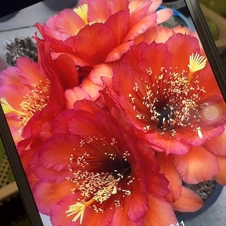 vr11 侧芽5公分左右毛花柱（20包邮）