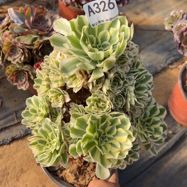 迈巴赫多肉植物326.