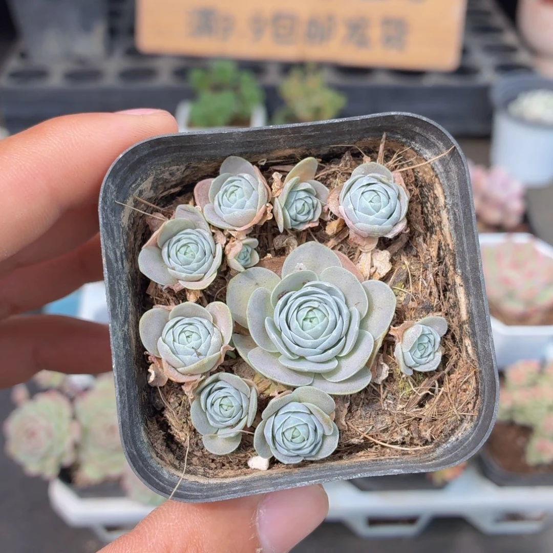 子持莲华多肉9.9包邮发货