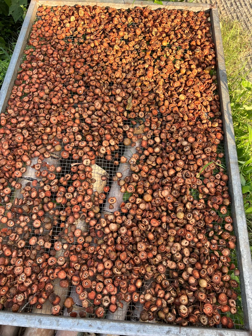 信宜高山老树山楂片