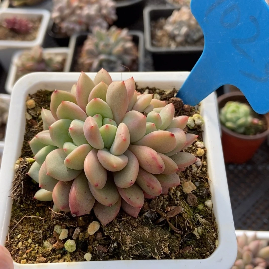 1023爱丽儿多肉植物保护