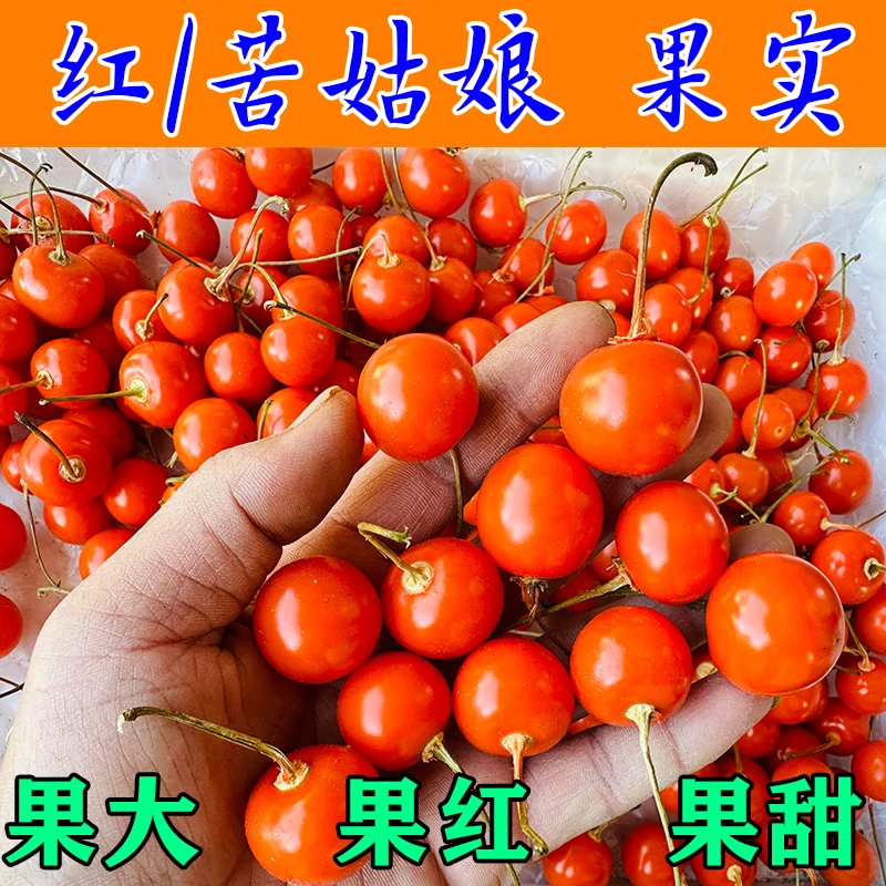 红姑娘果新鲜纯果实鲜果粒现扒现发东北苦姑娘果酸甜酵素原料食用