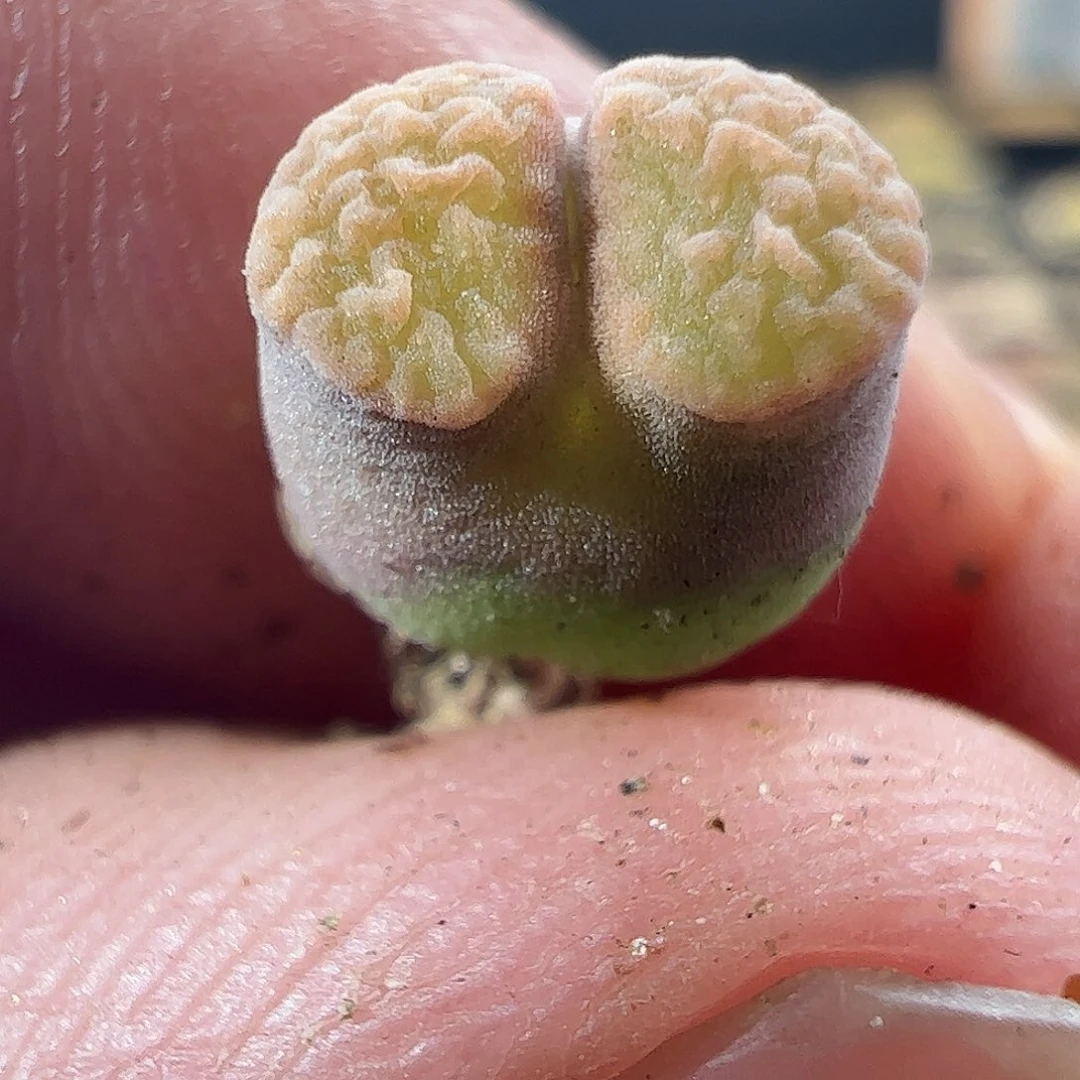 0000808 一物一拍……