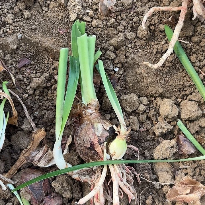 无花朵涂鸦/小青龙二号