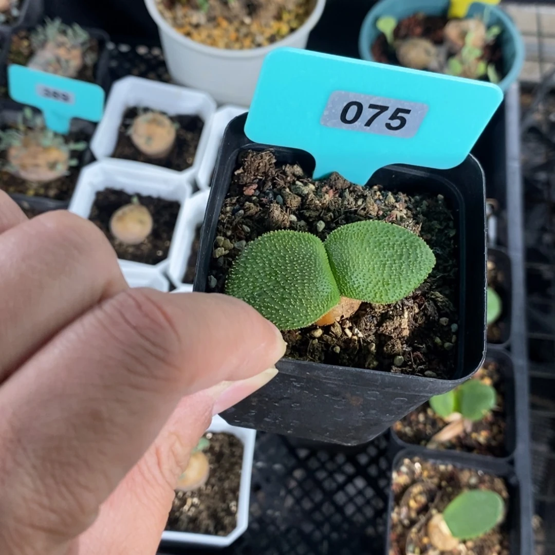 刺叶灯台百合一个