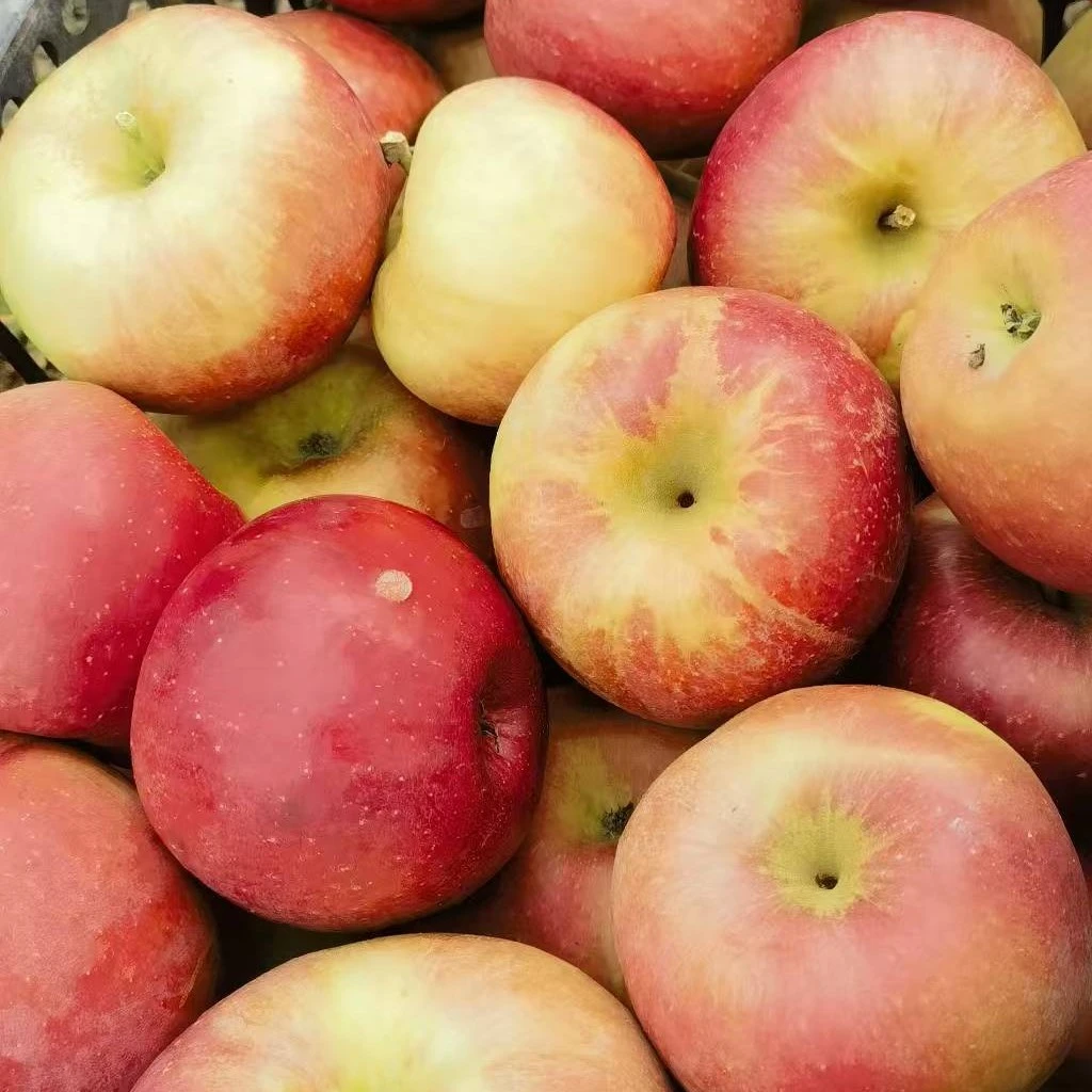 《诺姐专卖》东北特产寒富苹果甜脆多汁现采现摘现发5斤  10斤