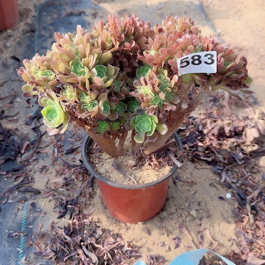 583玫瑰有伤一颗满28包邮