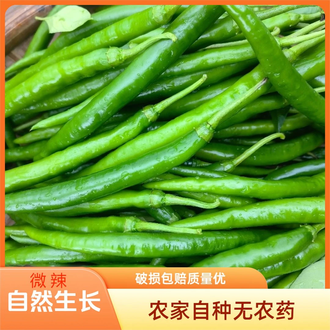 当季现摘薄皮青辣椒农家自种脆嫩香辣 破损包赔 健康蔬菜无农药