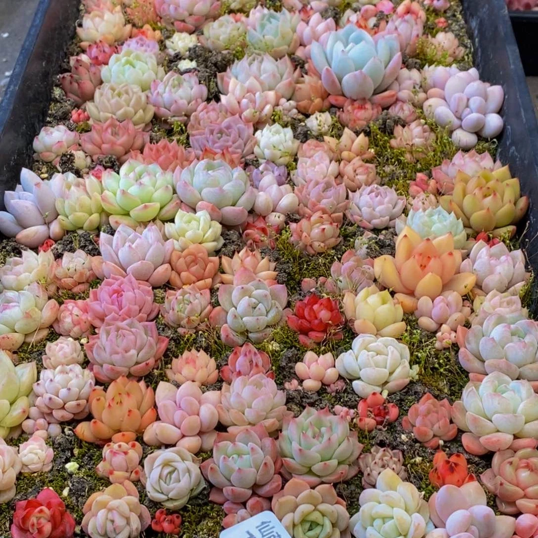 郁****1108的人在一起的时候就会