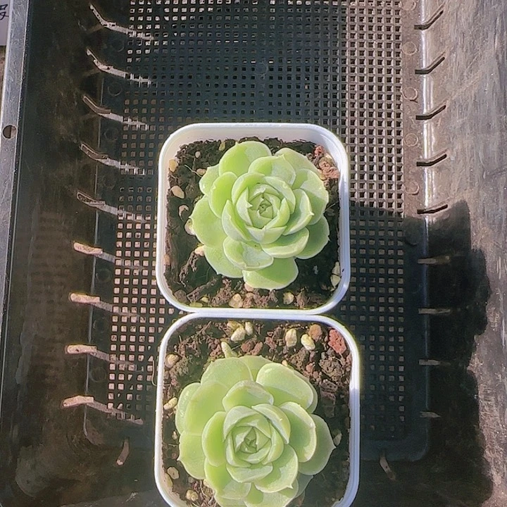 花时光精品多肉58