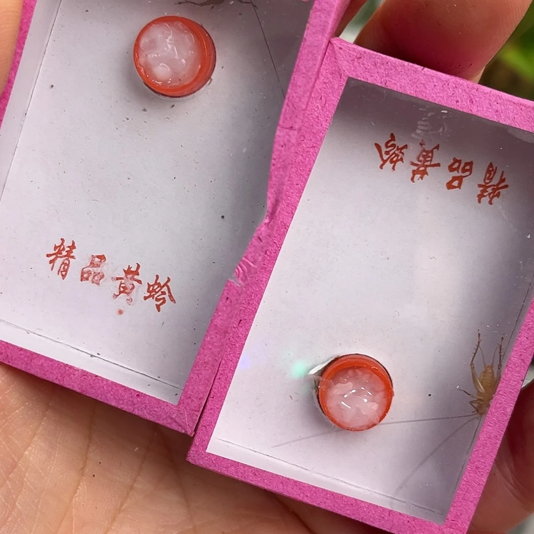 2条长须中黄哈哈哈哈