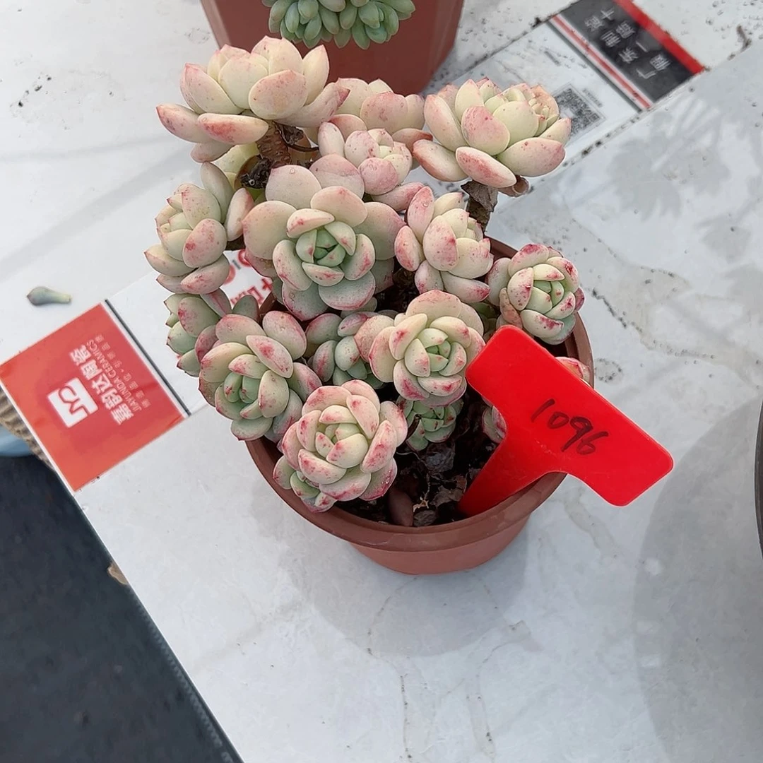 用****11096香草多肉植物