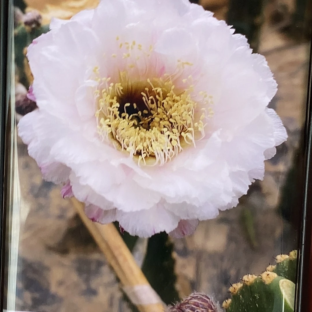 舍****）黑美人侧芽歪20包邮/4公分