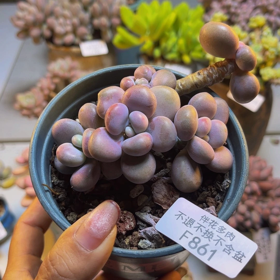 腰子桃蛋861/9cm多肉