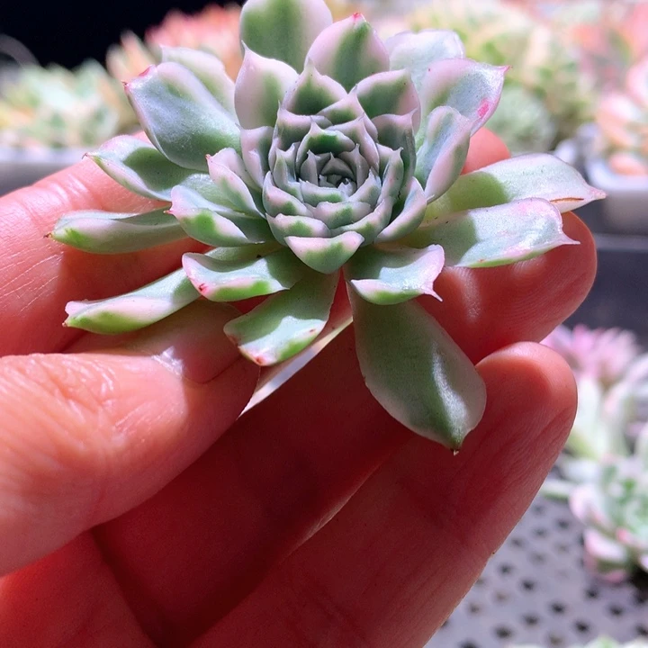 海琳娜白覆轮锦砍头