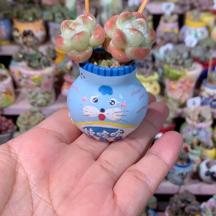 精品冰透糖心冰玉带盆发货