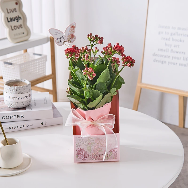 【母亲节礼物】 重瓣带花苞长寿花盆栽四季室内外开花好养花卉植物