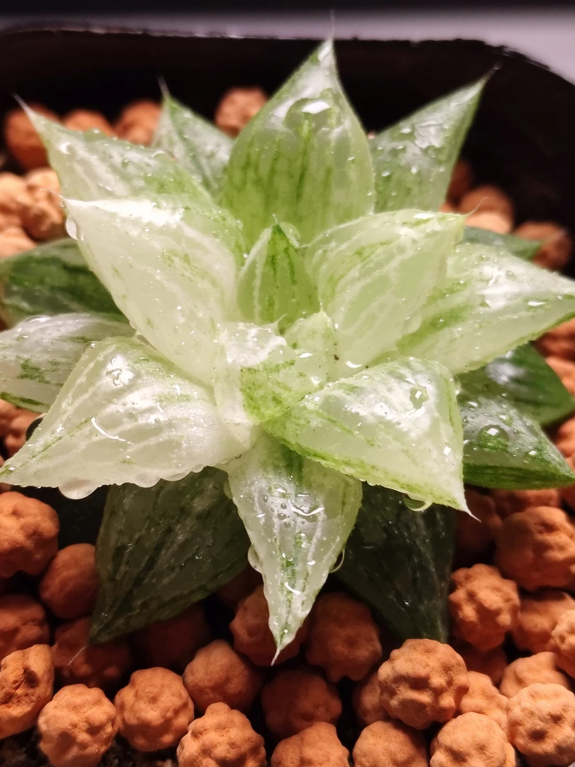 水晶寿玉露等十二卷属多肉植物适合新手的阳台办公室盆栽