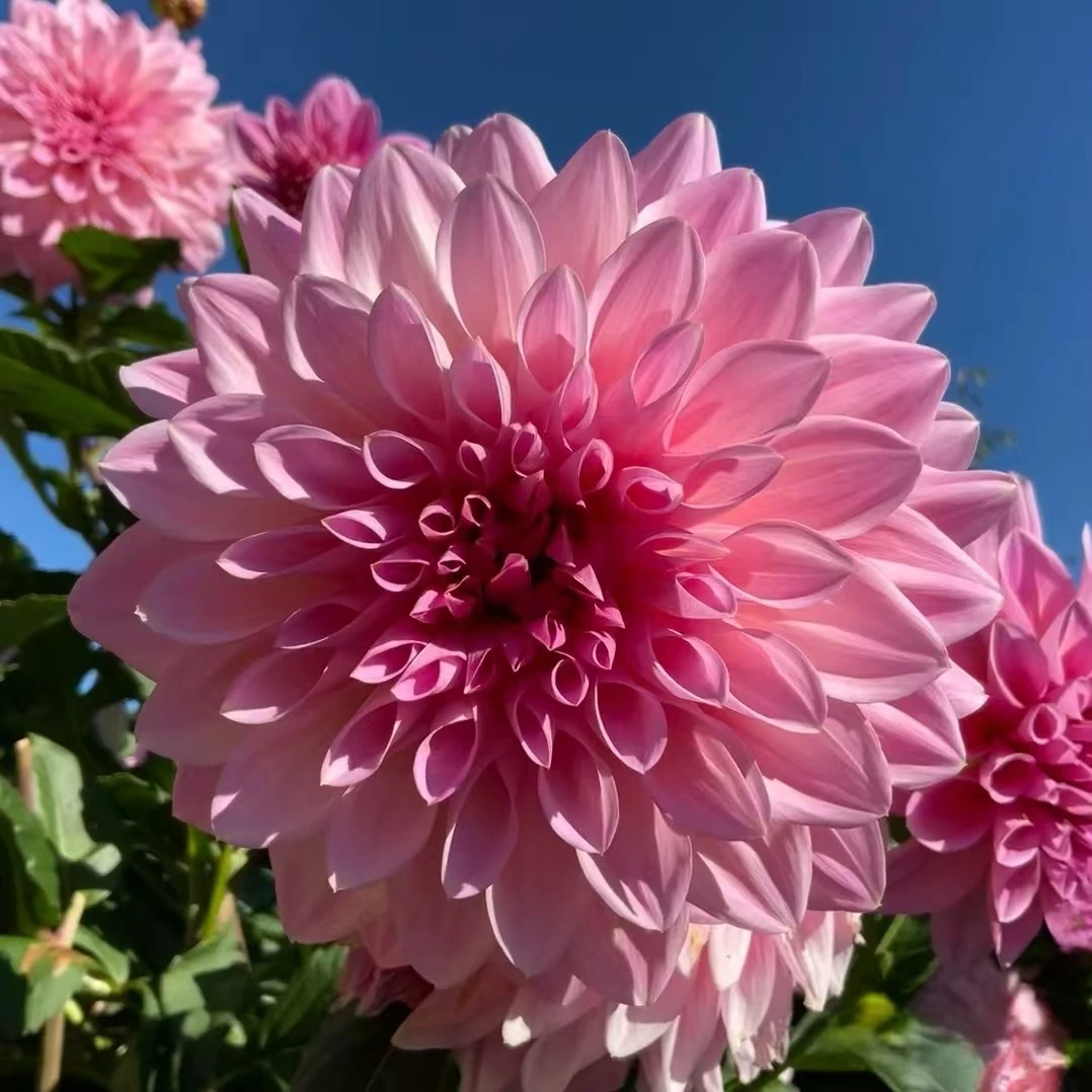 【大丽花 】阳光女孩 进口大丽花整株种球对版发货