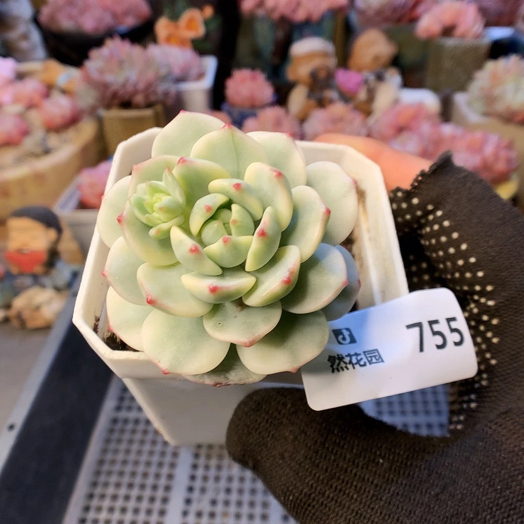 755香草锦多肉植物66666
