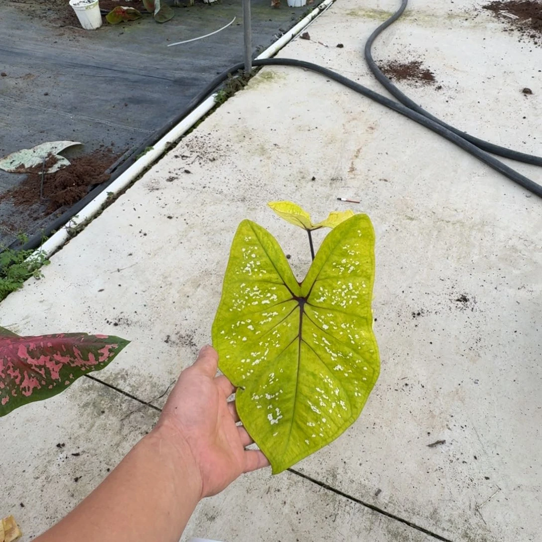 无花朵柠檬汁3公分以上的球，剪叶发货