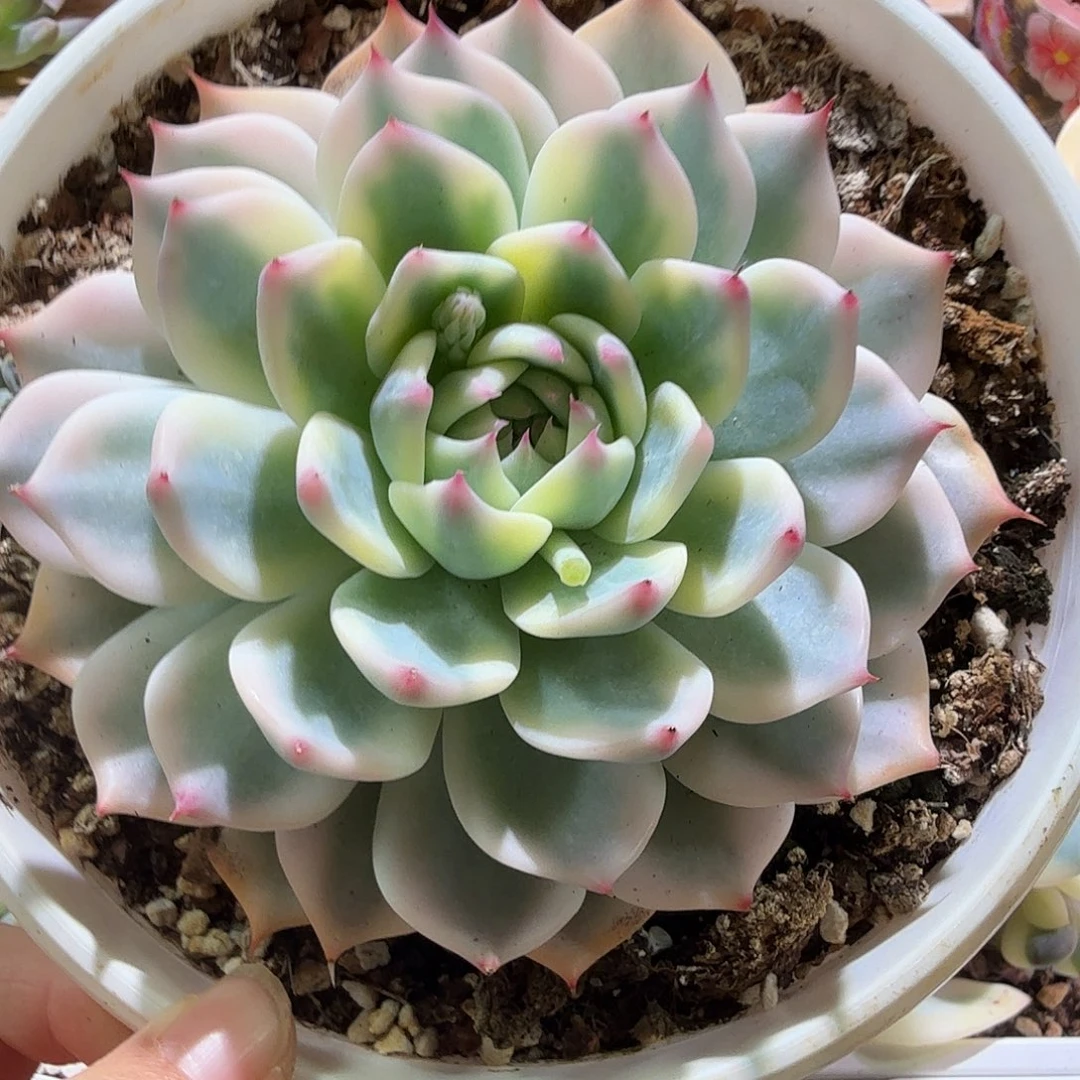 吉娃娃锦，多肉植物。