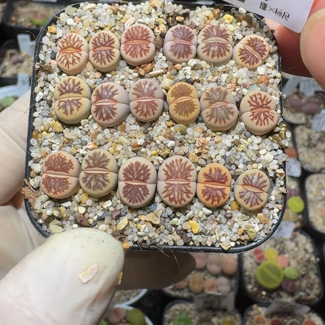 小***乖zzzZ生石花肉子887