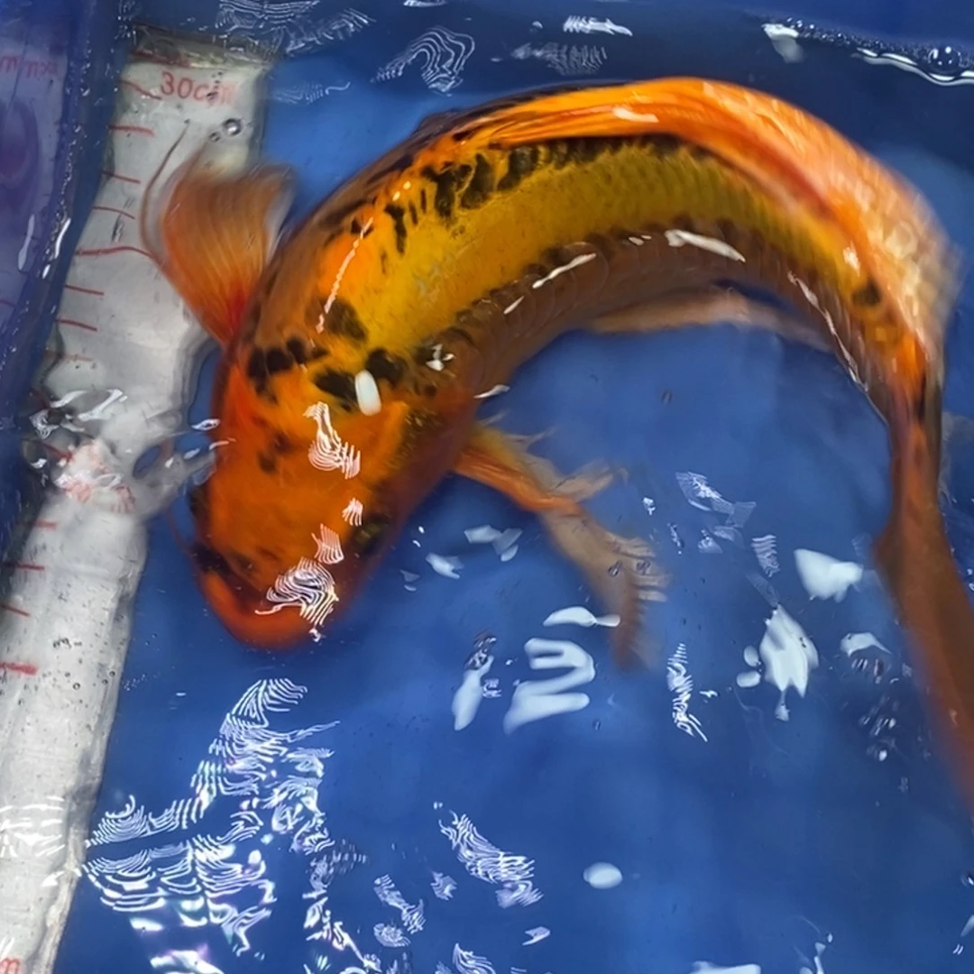 锦鲤冷水锦鲤包邮