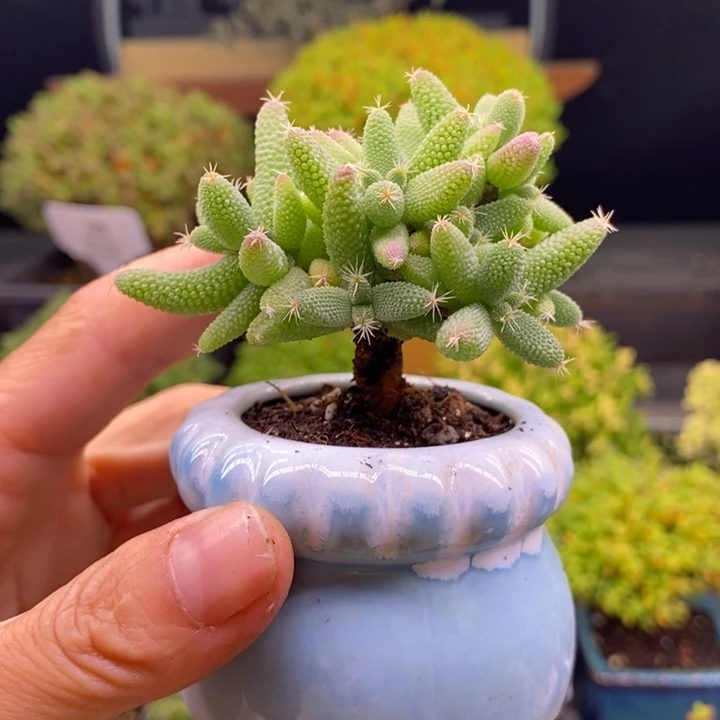 无花朵14实生玉米。