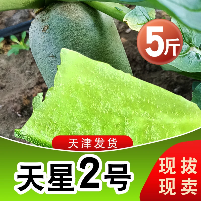 【天星02】天津正宗沙窝水果萝卜天星2号青萝卜脆甜多汁5斤生吃