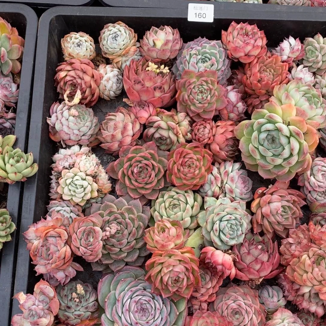 彭*虎不包售后160