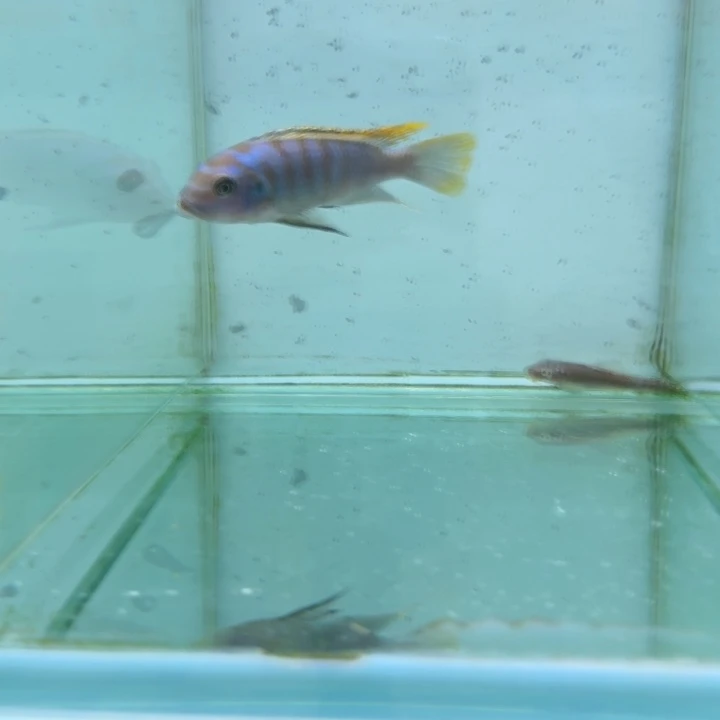 海水640轮渡费恩。