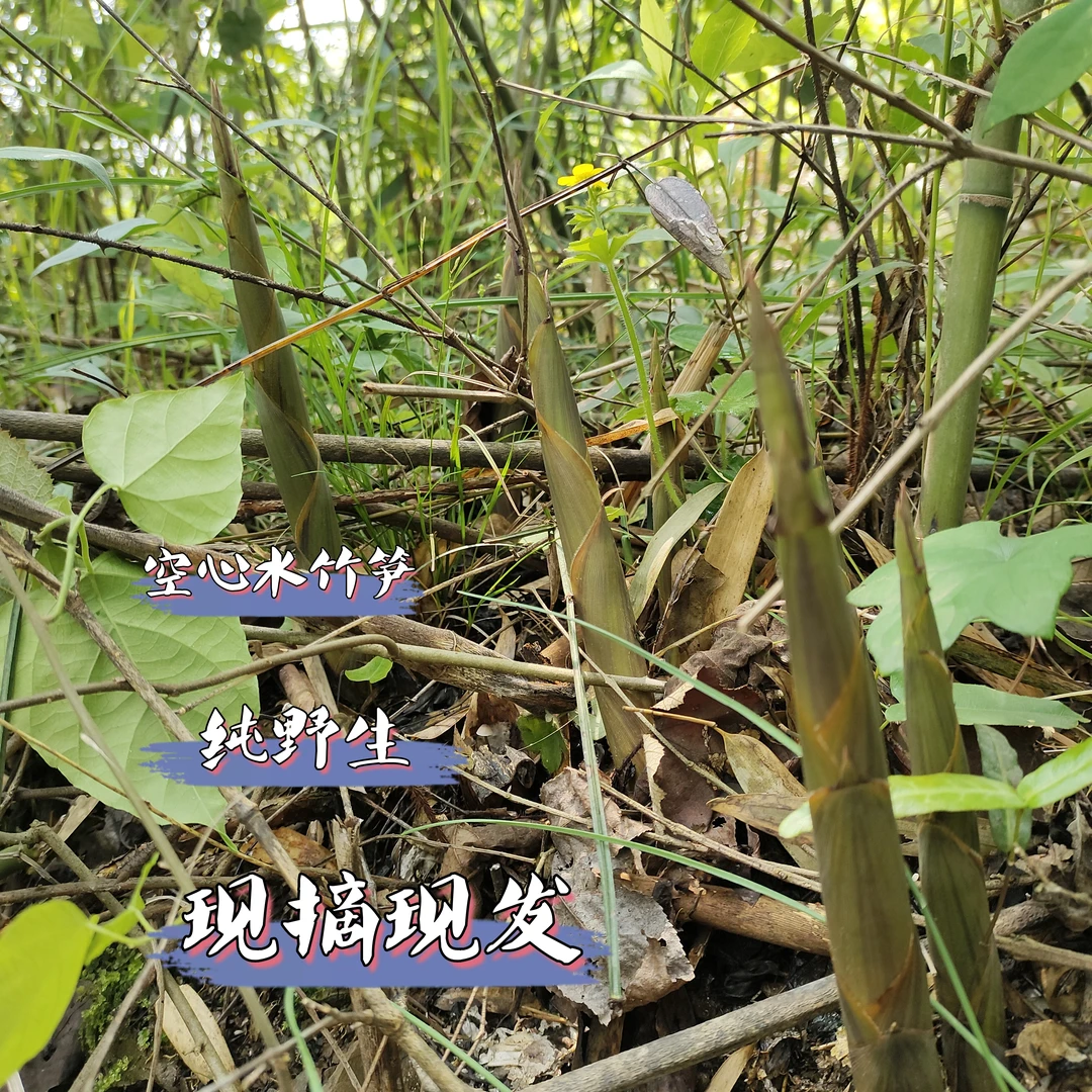 2025年湖北咸宁鲜小竹笋带壳现摘现发新鲜食材